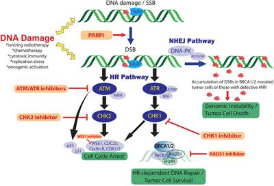 Harnessing DNA Repair Defects to Augment Immune-Based Therapies in Triple-Negative Breast Cancer